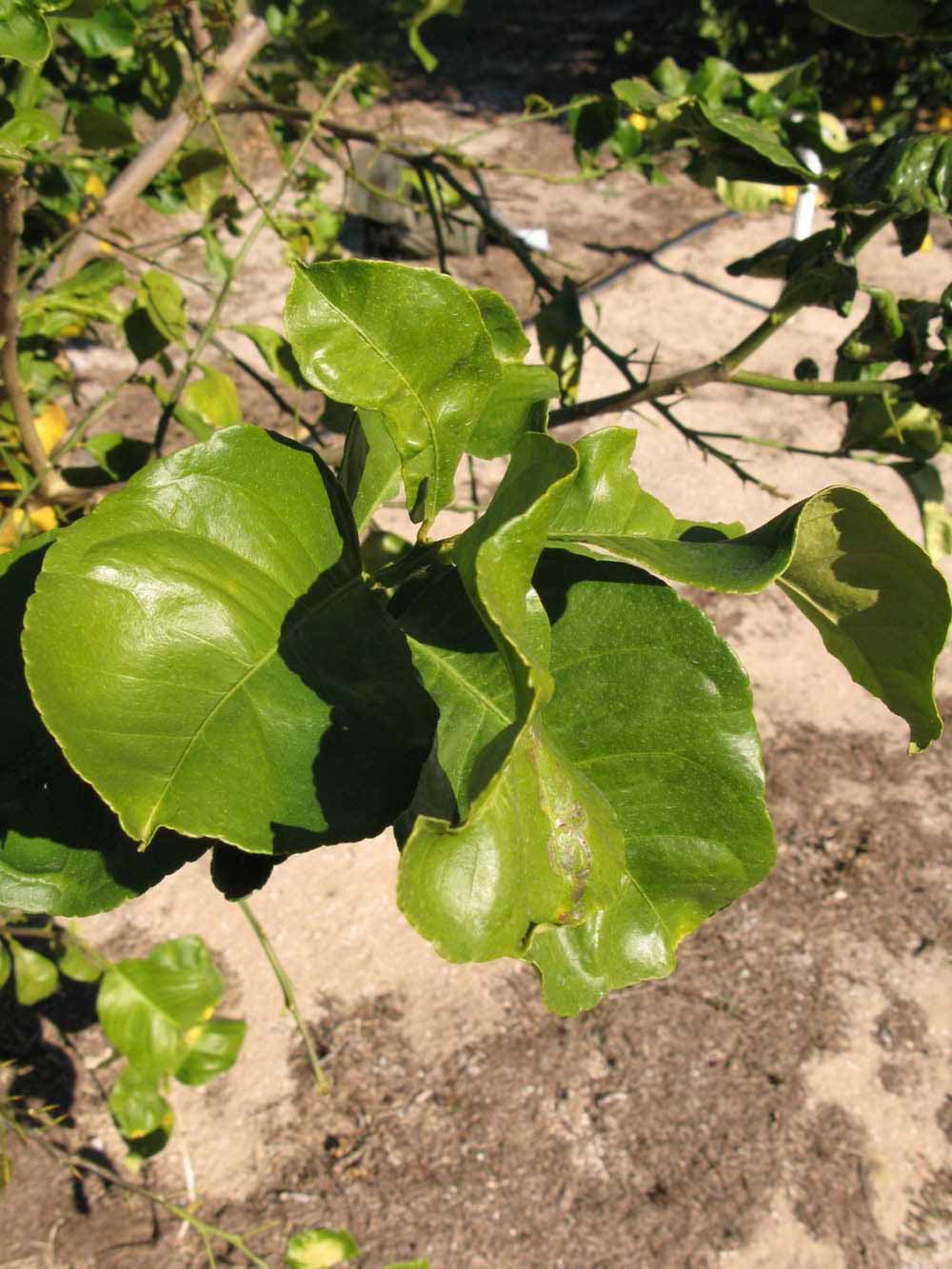            Sun leaves (Winter Haven, FL)   